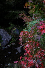 日本庭園1