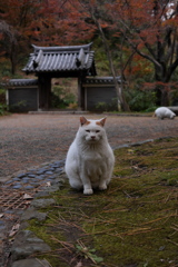 ポートレート