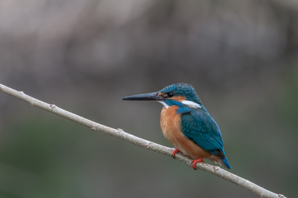 King fisher