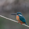 King fisher