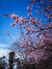 河津桜 　＠井の頭公園西園