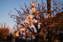 コブシの花