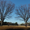 皇居東御苑内の芝生広場