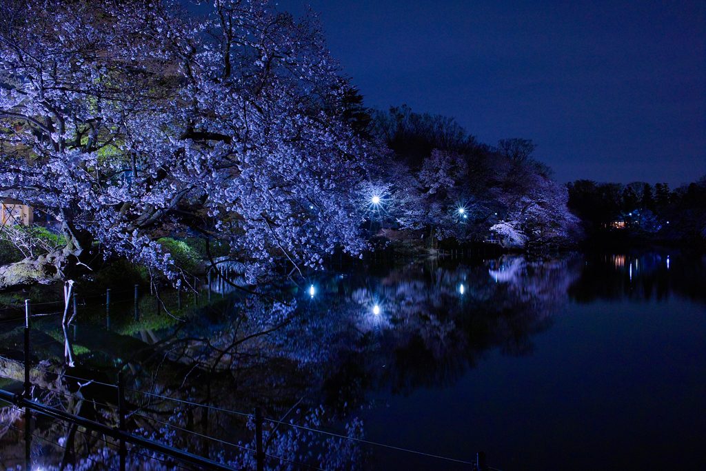 井の頭公園 夜桜