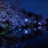 井の頭公園 夜桜