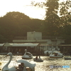 井の頭公園の夕焼け