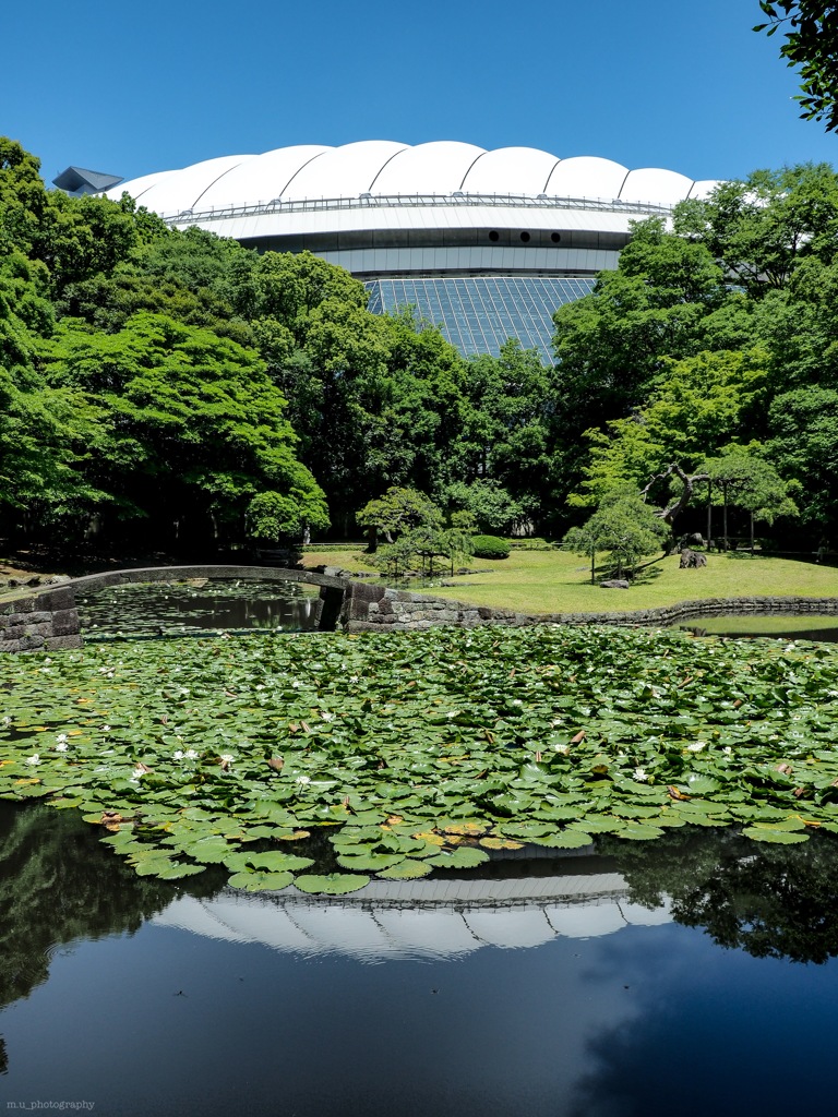 スイレンの池と隣接する東京ドーム