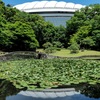 スイレンの池と隣接する東京ドーム