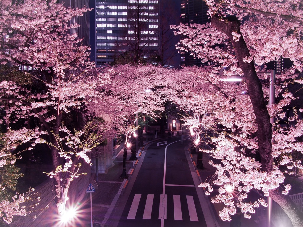 霊南坂教会付近の桜