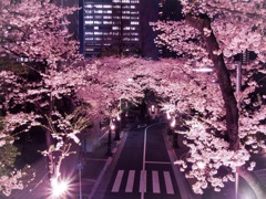 霊南坂教会付近の桜