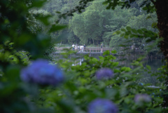 井の頭公園・七井橋の人々