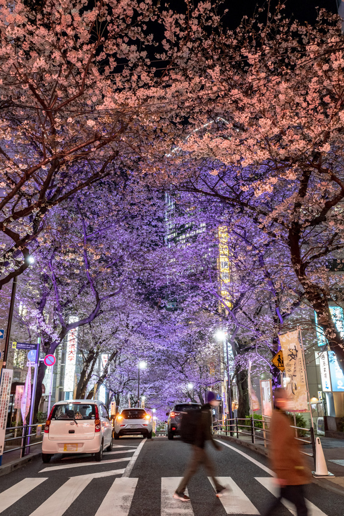 渋谷さくら通り