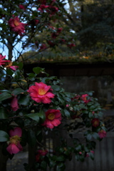 報国寺で見つけた山茶花