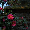 報国寺で見つけた山茶花