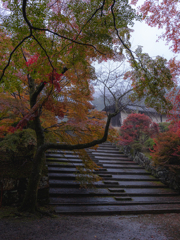 毘沙門堂の紅葉