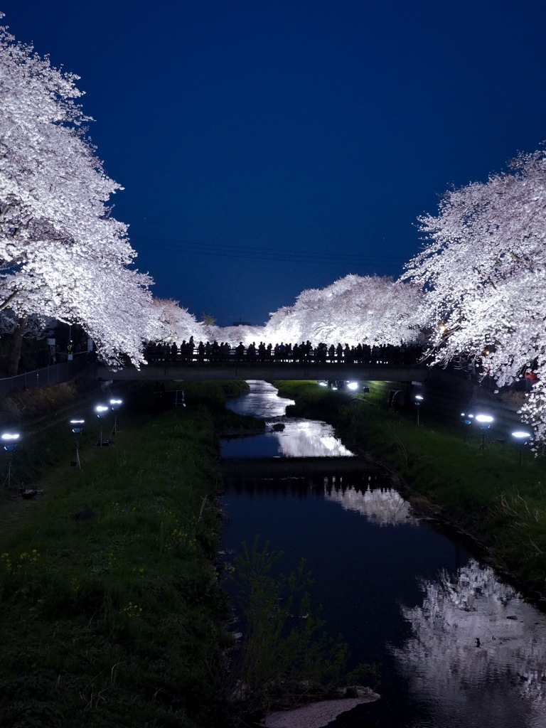 野川の桜ライトアップ2018