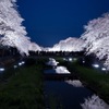 野川の桜ライトアップ2018