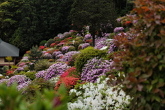 塩船観音寺つつじ