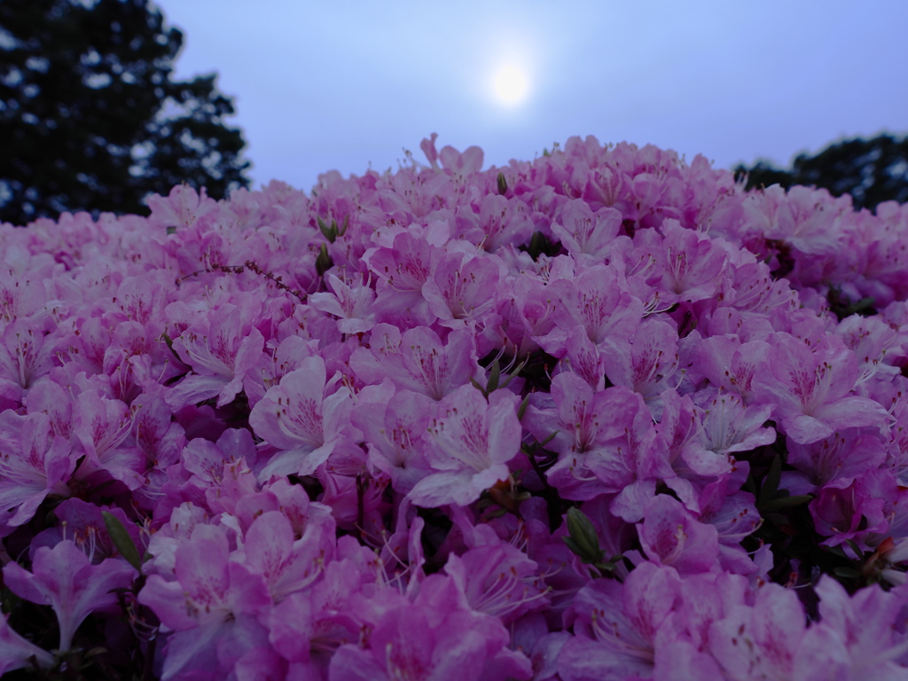 神代植物公園 つつじ園1