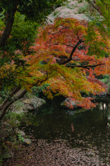 紅葉の池