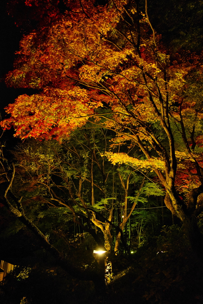 百草園５