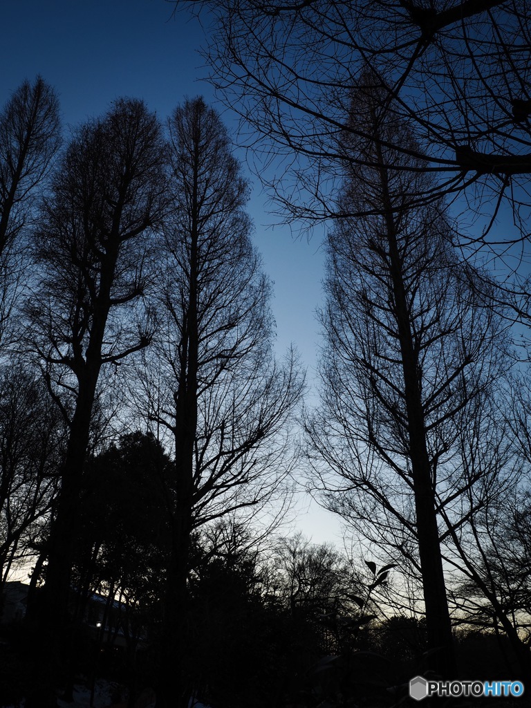 本日の井の頭公園1