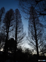 本日の井の頭公園1