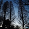 本日の井の頭公園1