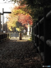 井の頭公園の紅葉スナップ4