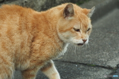 近所の老猫