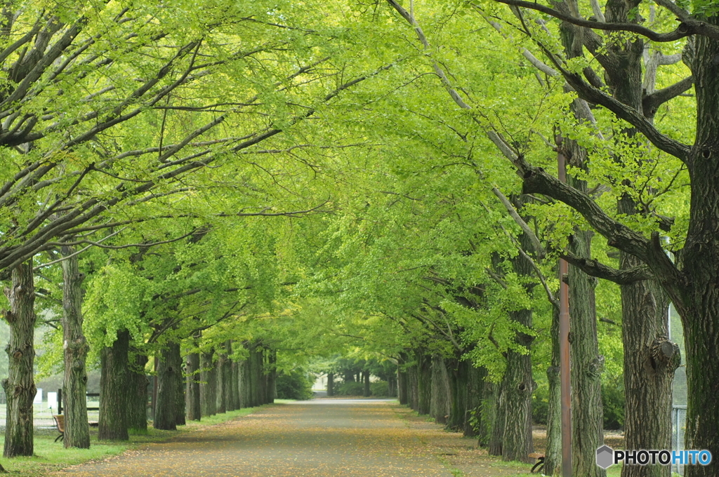 雨の昭和記念公園3