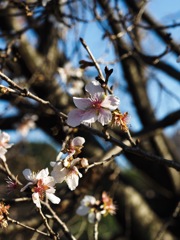 皇居の乾通り一般公開で見つけた冬桜