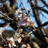 皇居の乾通り一般公開で見つけた冬桜