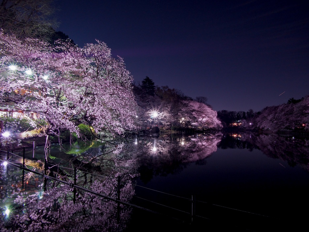 夜桜
