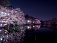 夜桜