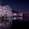 夜桜