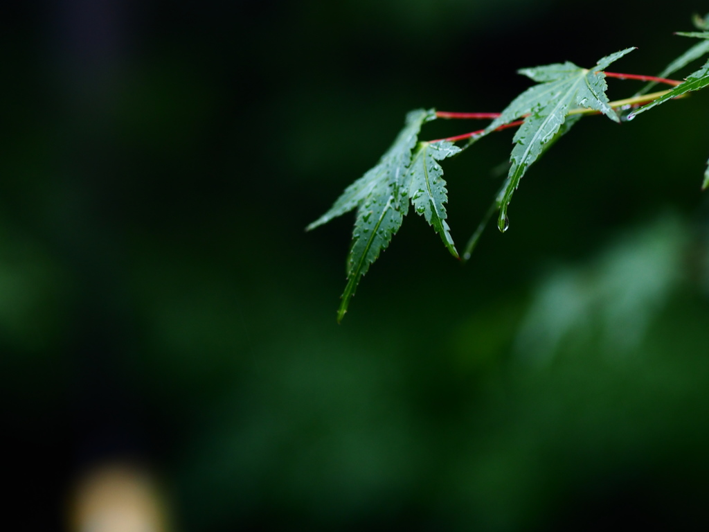 雨に濡れる青紅葉
