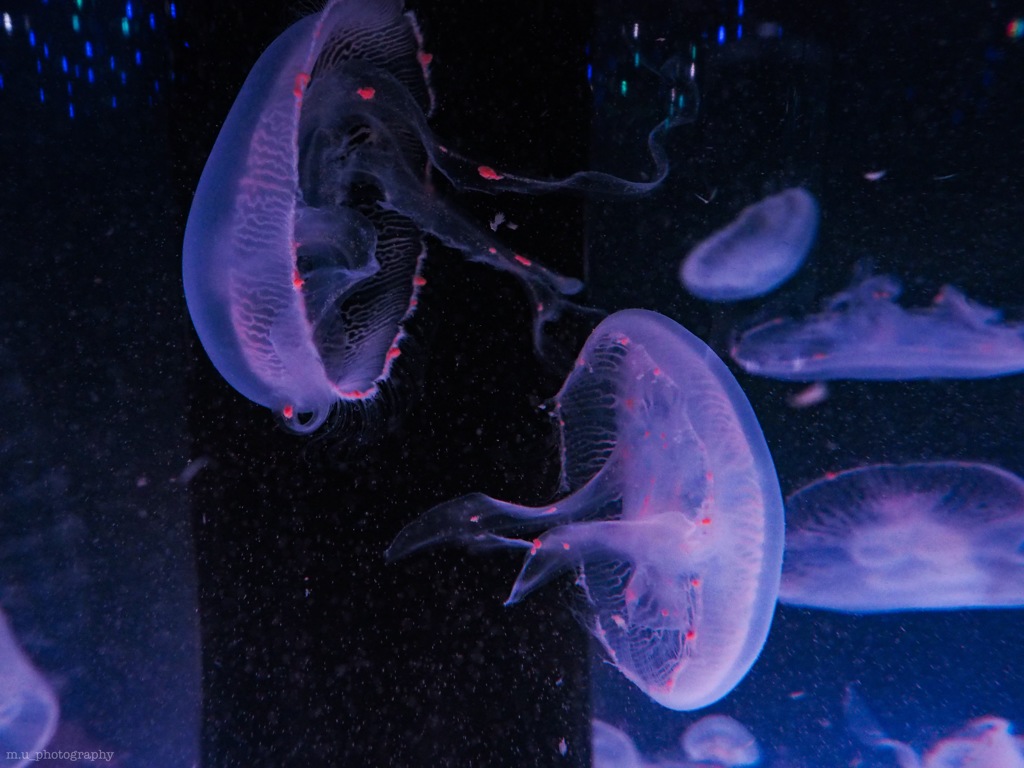 jellyfish