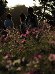 夕暮れ時の昭和記念公園のコスモス