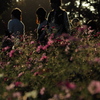 夕暮れ時の昭和記念公園のコスモス