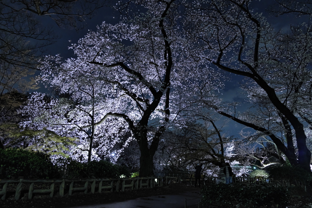 井の頭恩賜公園の夜桜