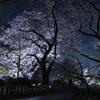井の頭恩賜公園の夜桜