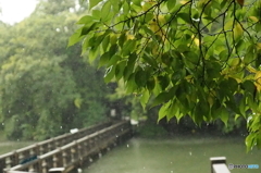 雨の井の頭弁財天付近