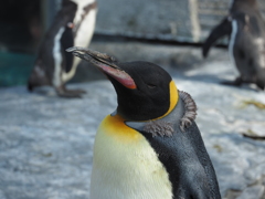 旭山動物園 ペンギン