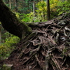 御岳山　巨木の根っこ
