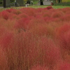 小金井公園のコキア