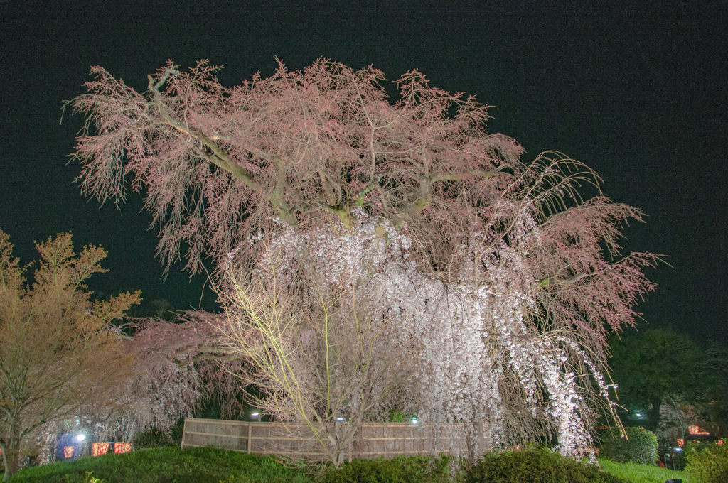 京都 円山公園のライトアップ