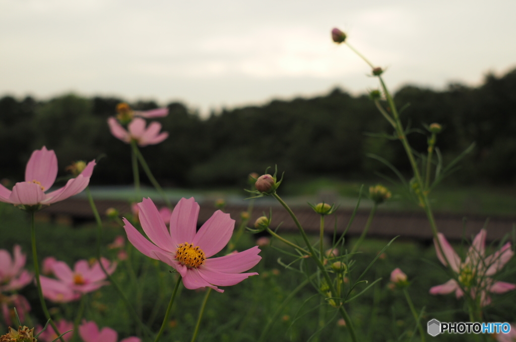 昭和記念公園の日本庭園