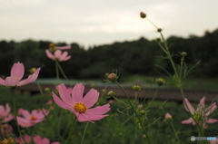 昭和記念公園の日本庭園