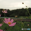 昭和記念公園の日本庭園